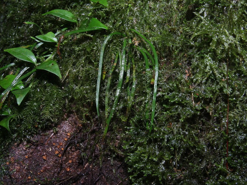 Haplopteris lloydiifolia photo 4