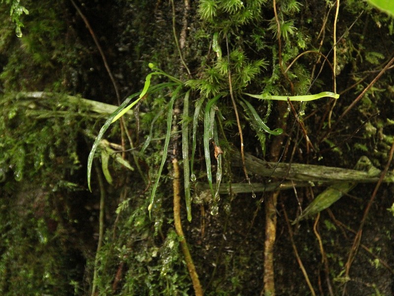Haplopteris lloydiifolia photo 5