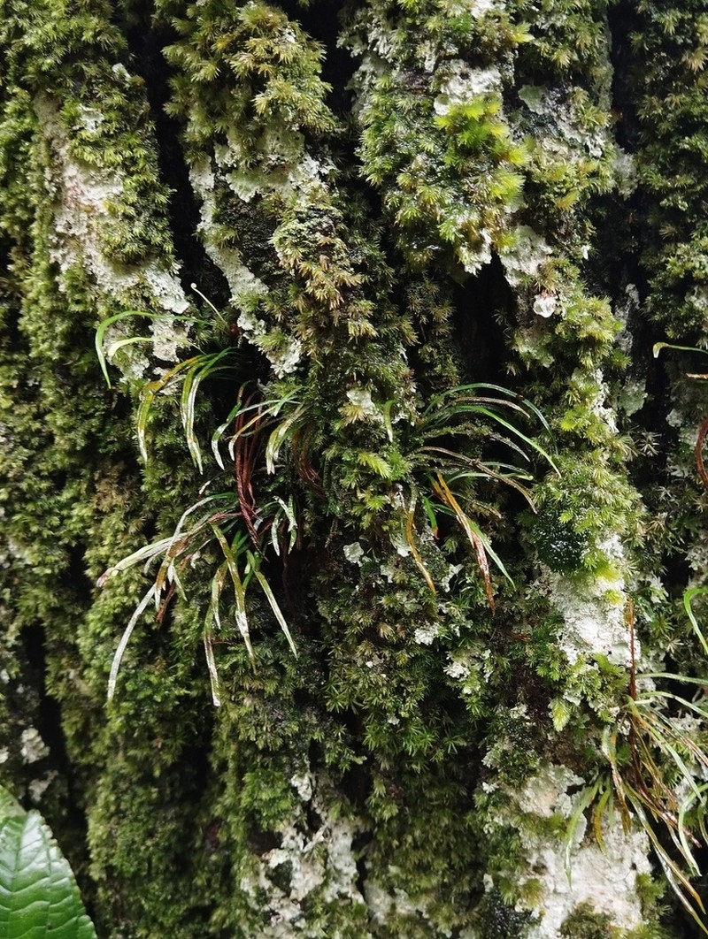 Haplopteris lloydiifolia photo 6