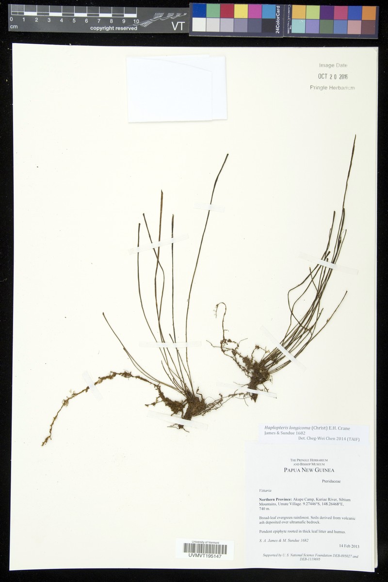 Haplopteris longicoma