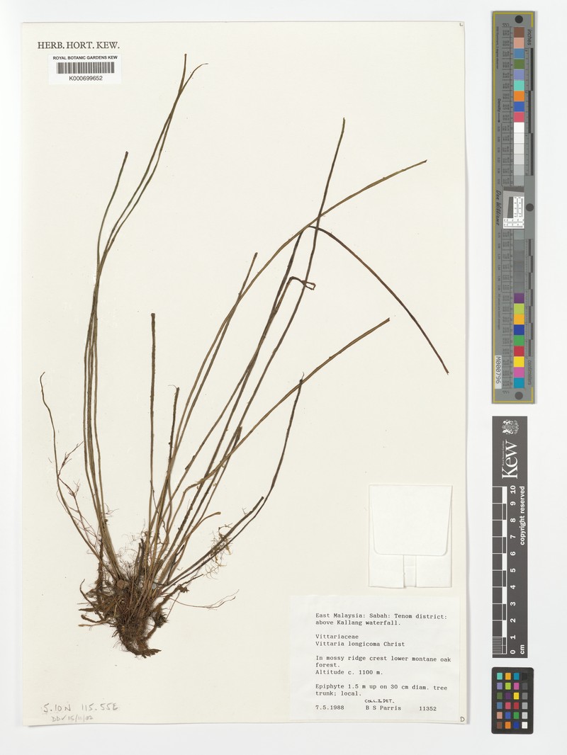 Haplopteris longicoma photo 2
