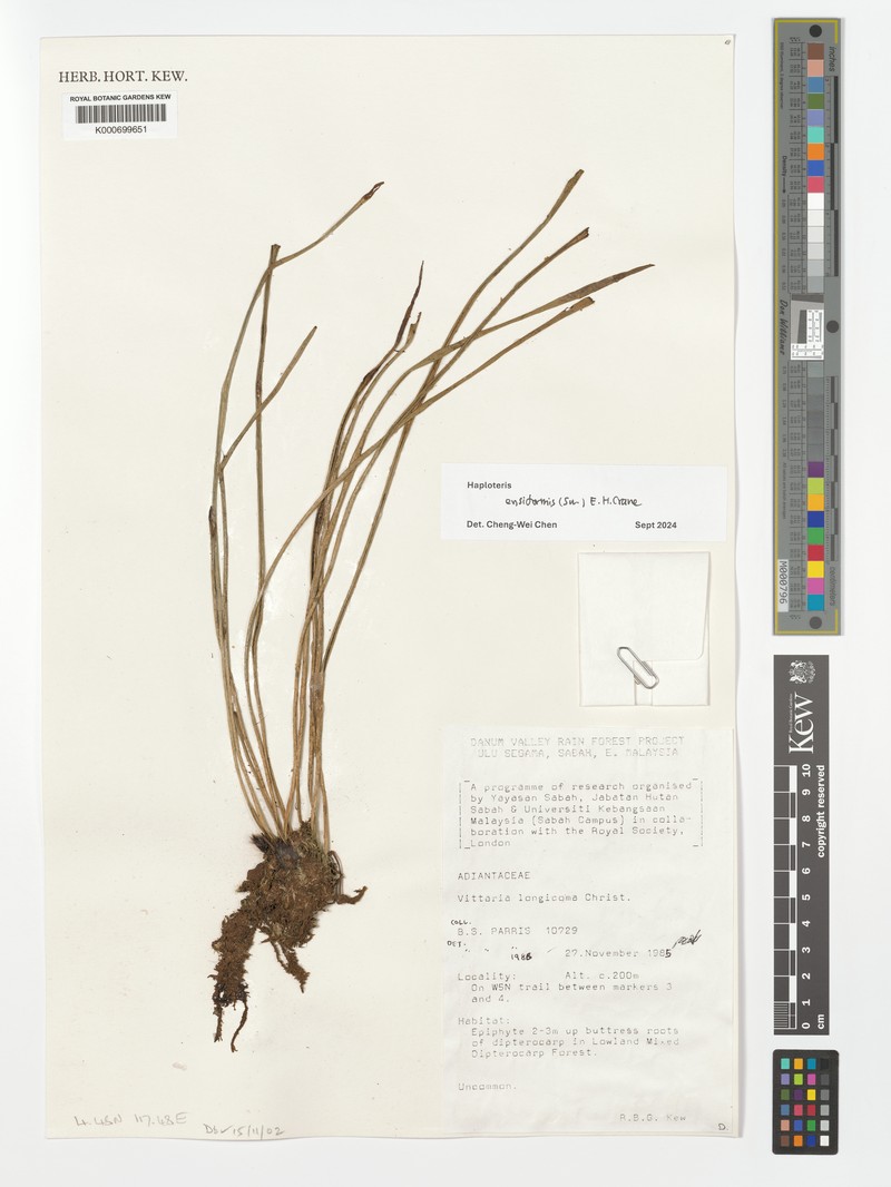 Haplopteris longicoma photo 3