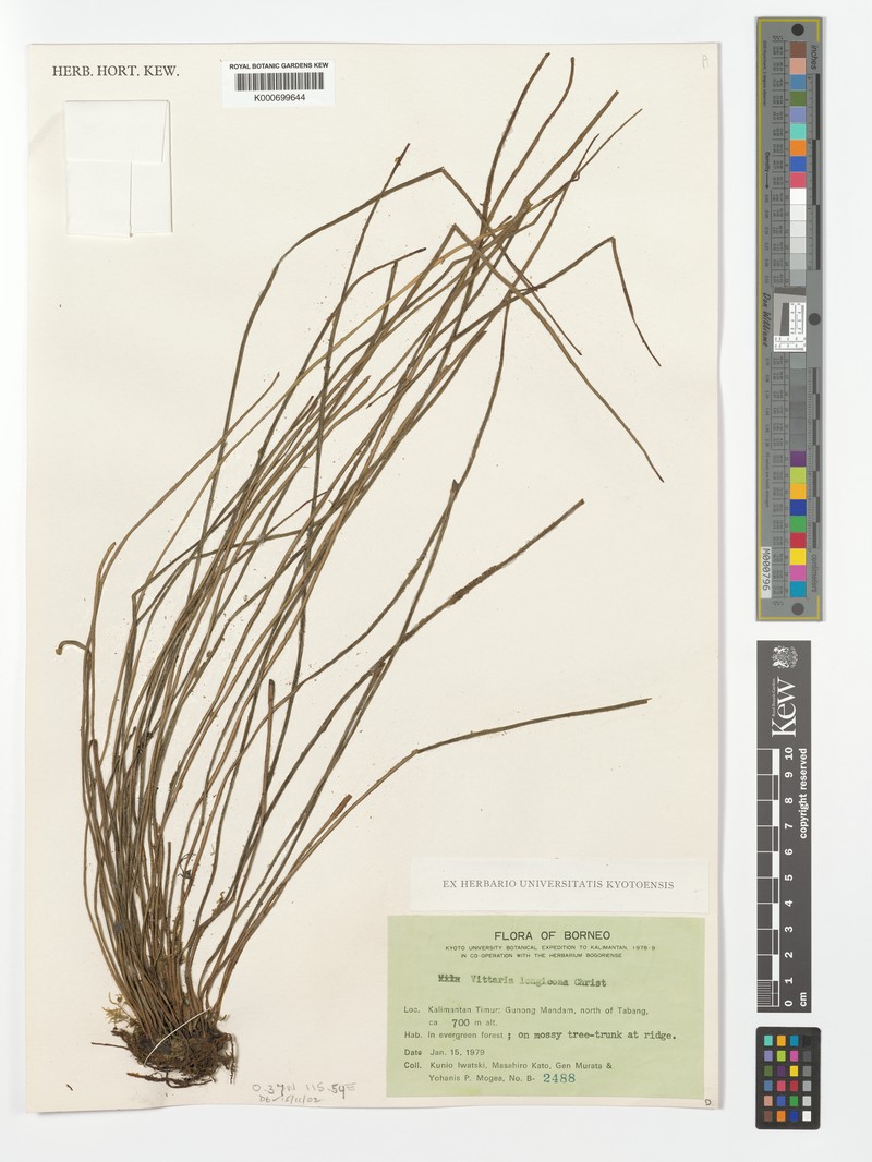 Haplopteris longicoma photo 4