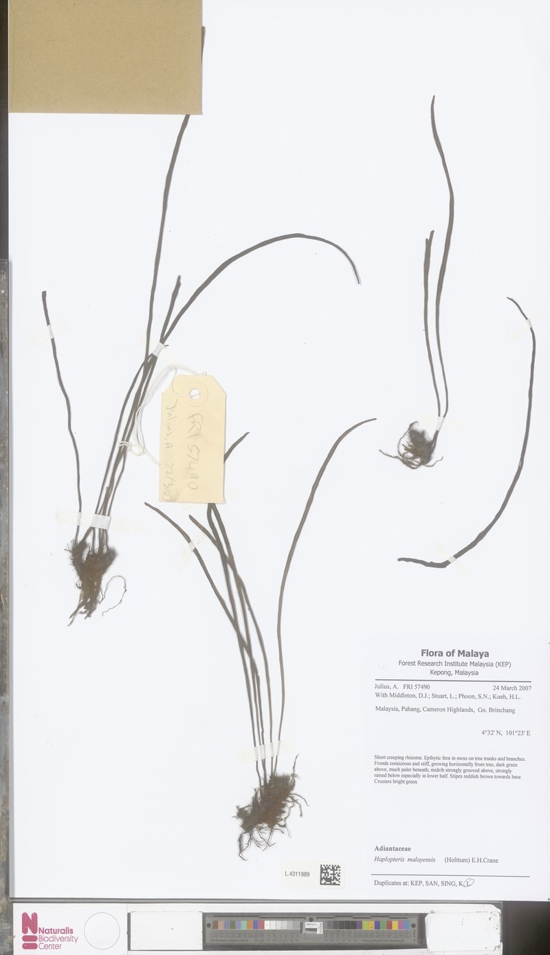 Haplopteris malayensis