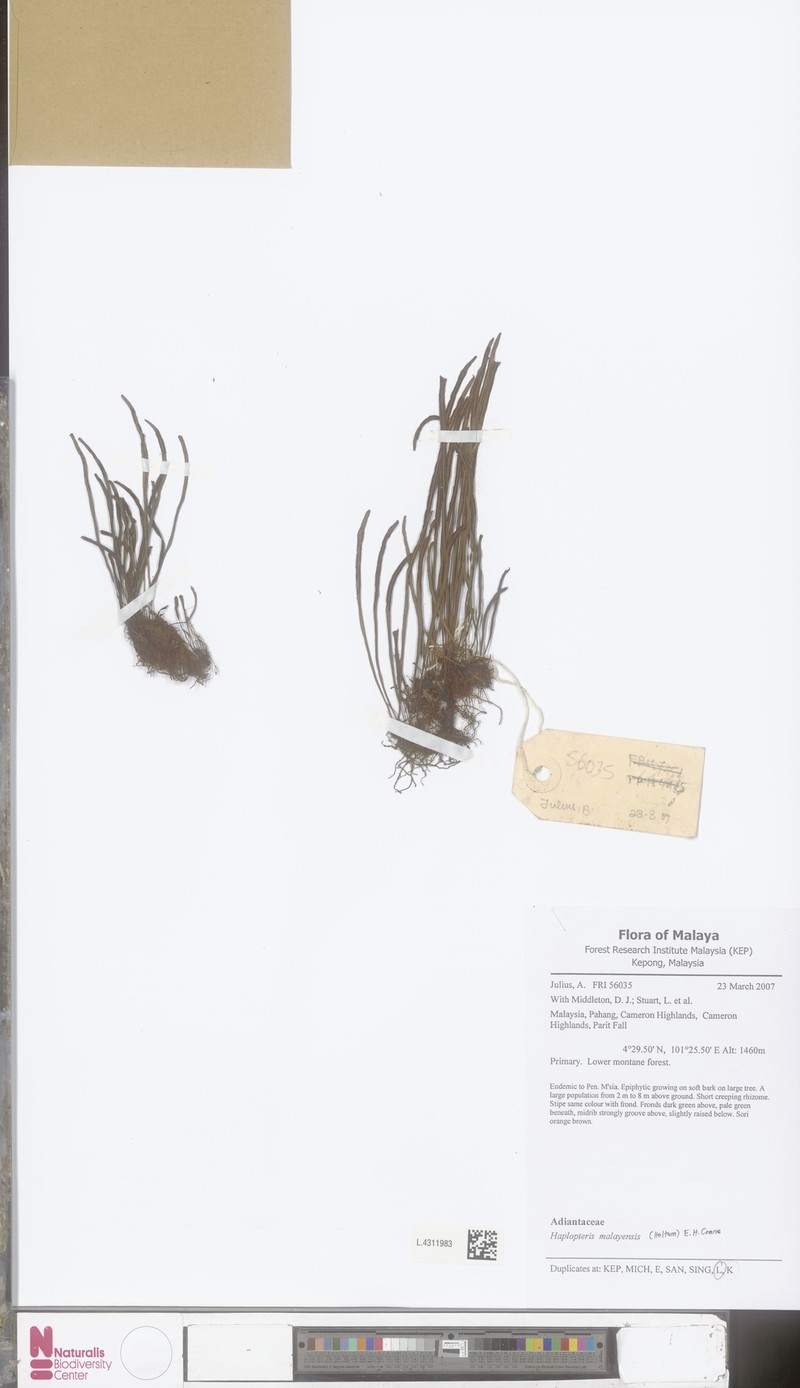 Haplopteris malayensis photo 2