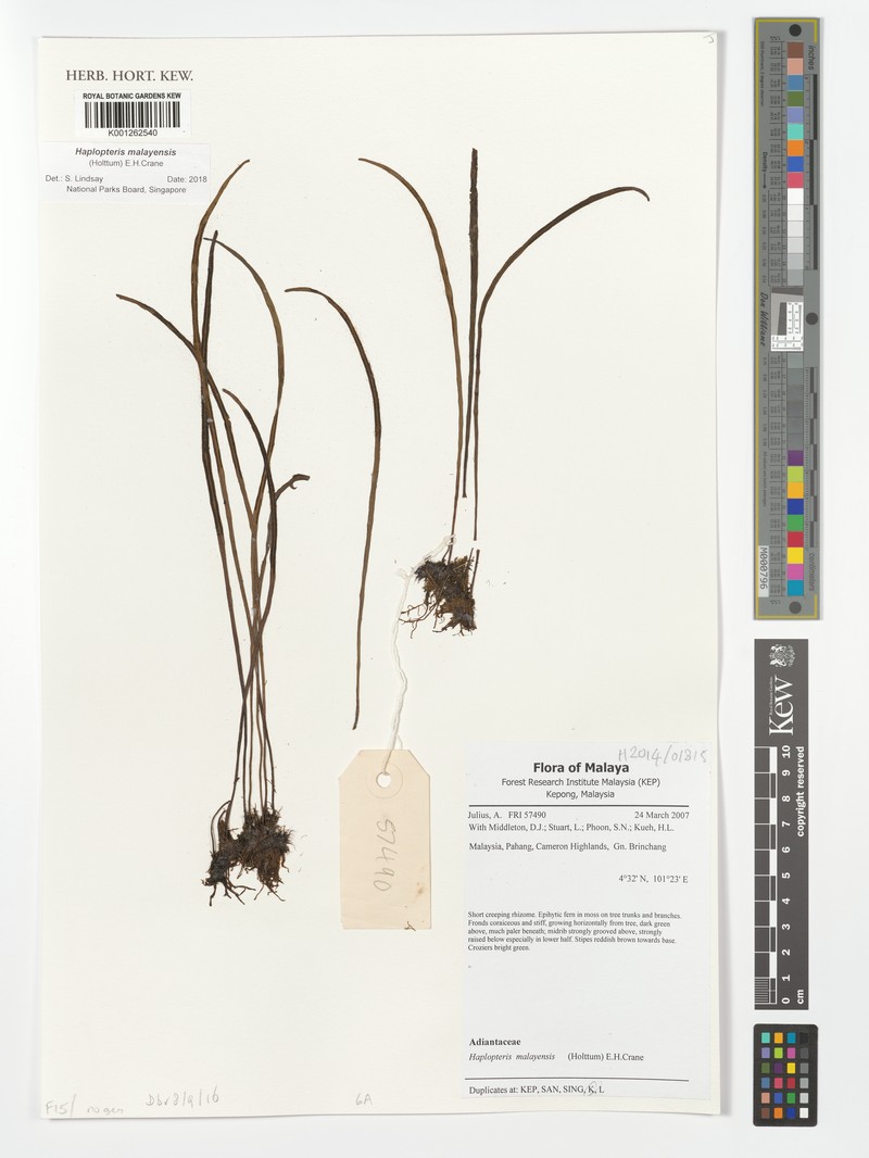 Haplopteris malayensis photo 3