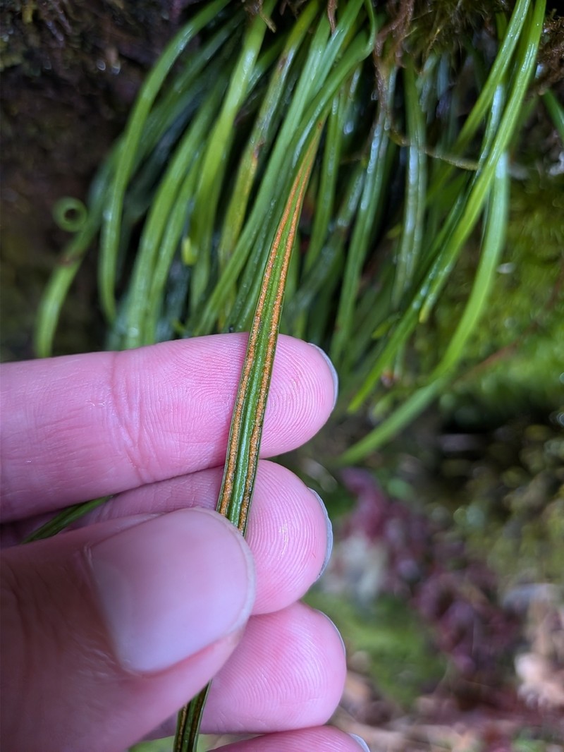 Haplopteris mediosora