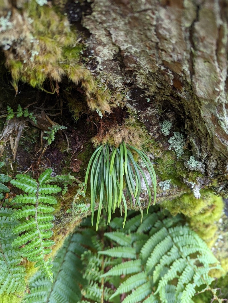 Haplopteris mediosora photo 2
