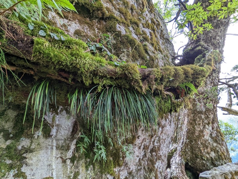 Haplopteris mediosora photo 3