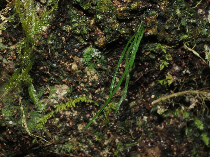 Haplopteris mediosora photo 4