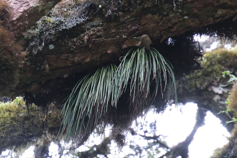 Haplopteris mediosora photo 5