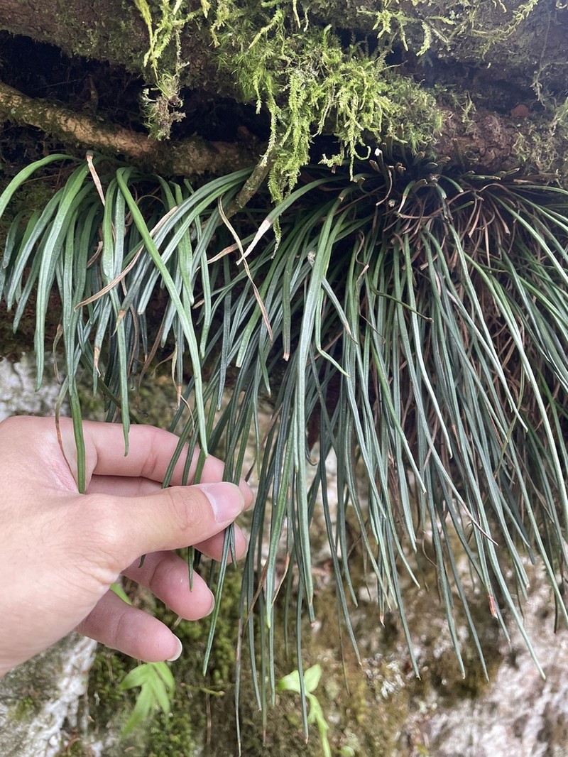 Haplopteris mediosora photo 6