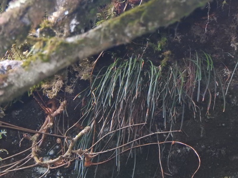 Haplopteris mediosora photo 7