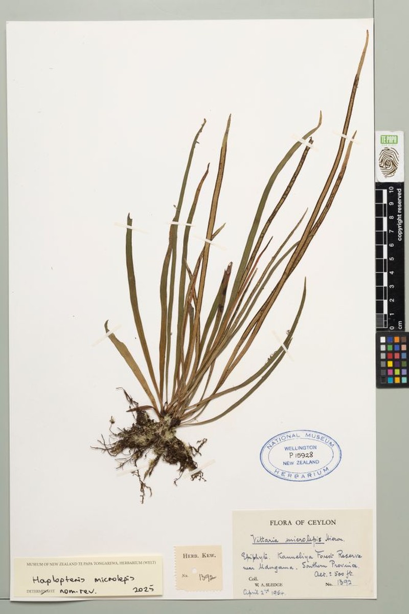 Haplopteris microlepis