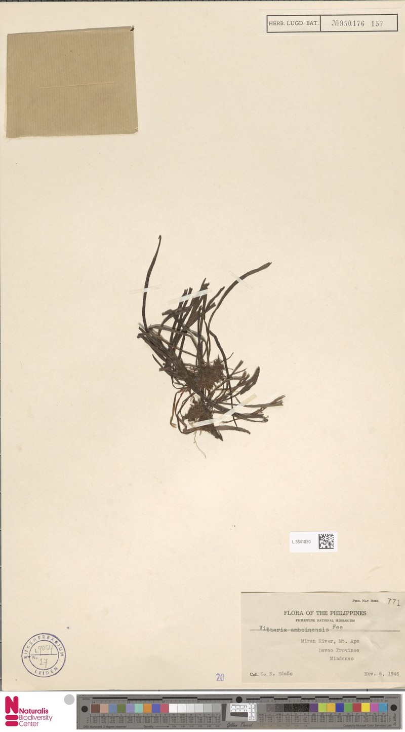 Haplopteris mindanaoensis