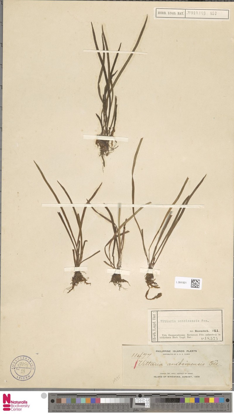 Haplopteris mindanaoensis photo 2