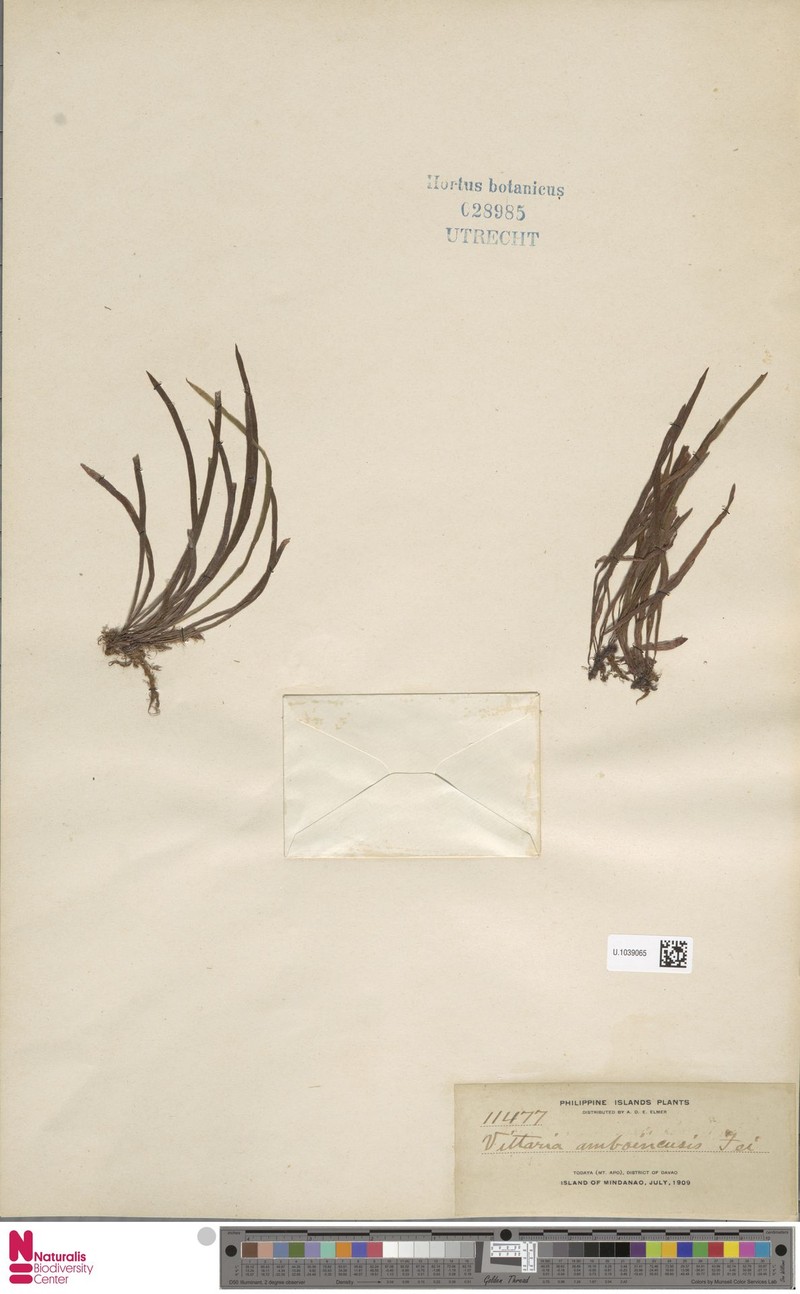 Haplopteris mindanaoensis photo 3