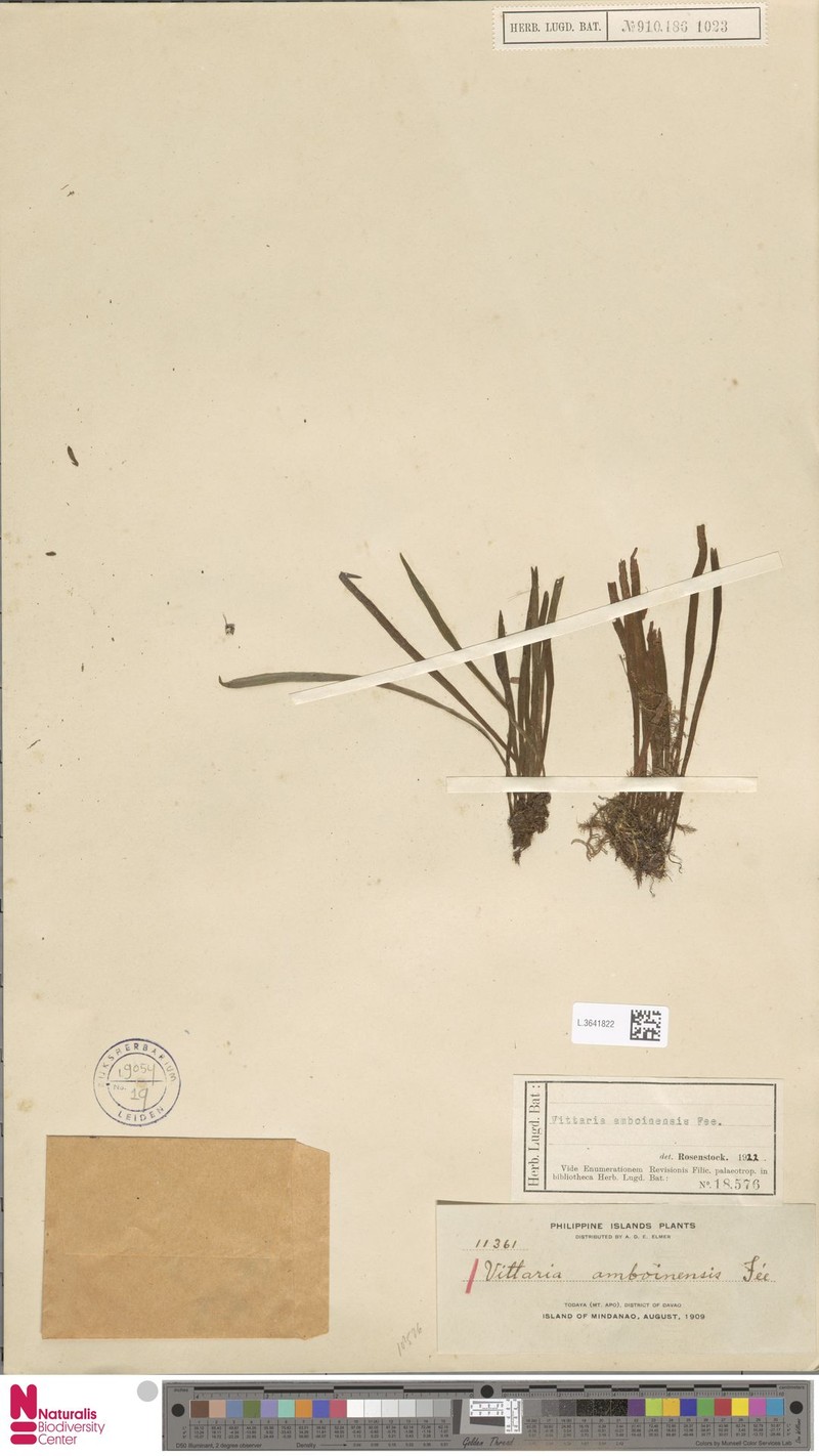 Haplopteris mindanaoensis photo 4