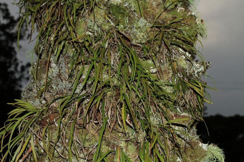 Haplopteris owariensis