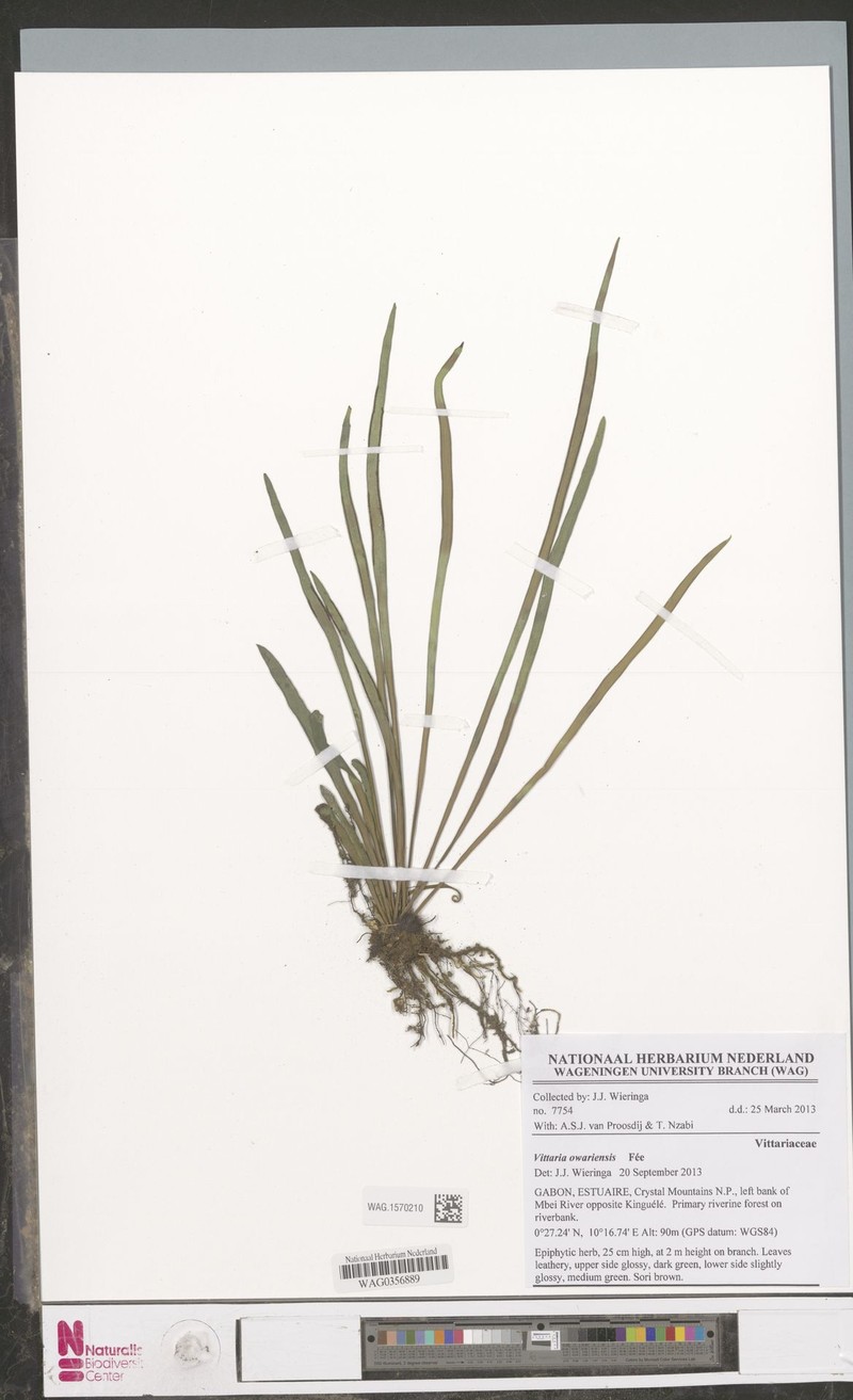 Haplopteris owariensis photo 2