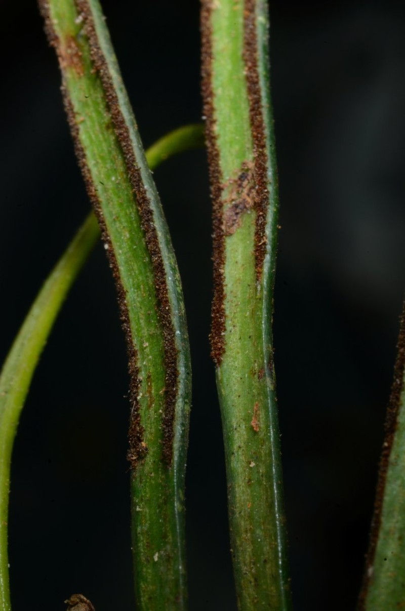 Haplopteris owariensis photo 3