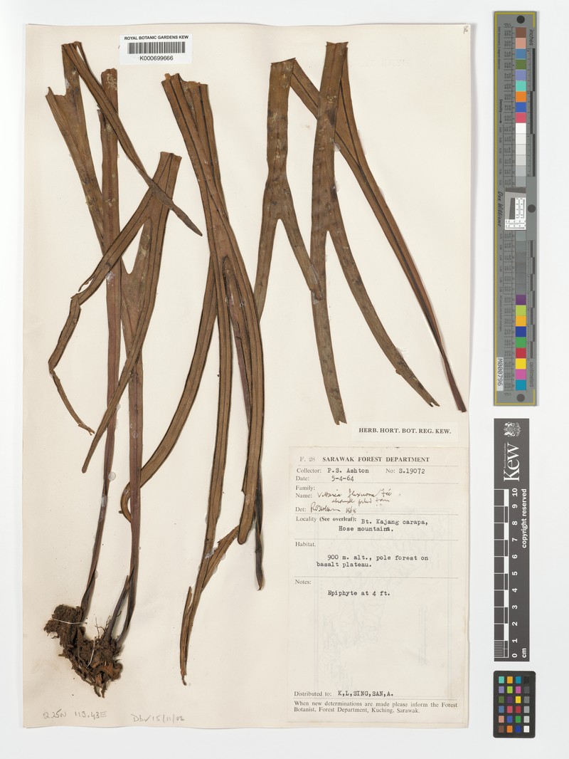 Haplopteris pluridichotoma