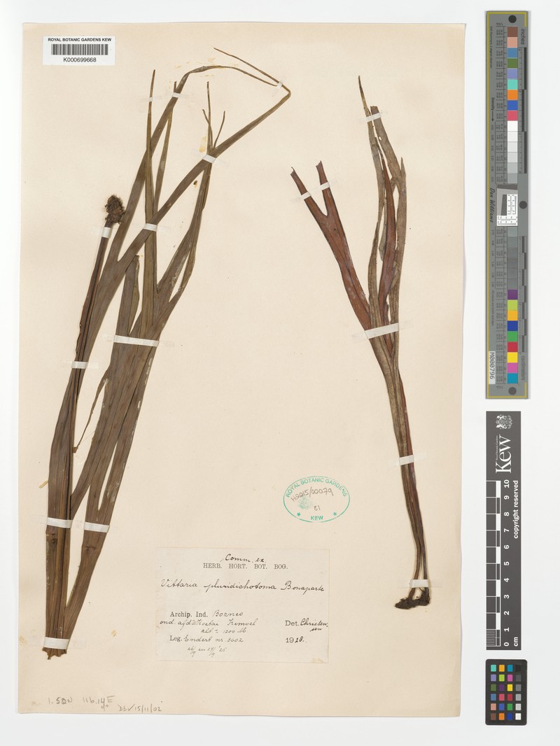 Haplopteris pluridichotoma photo 2