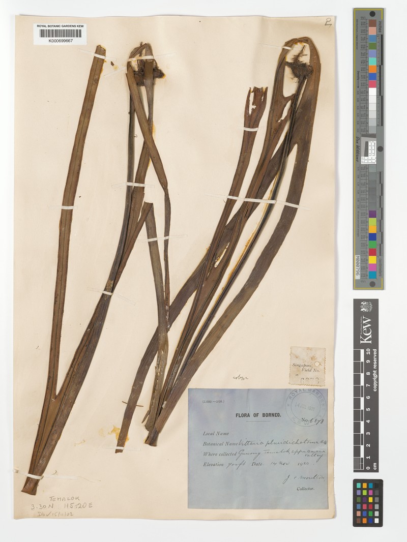Haplopteris pluridichotoma photo 3