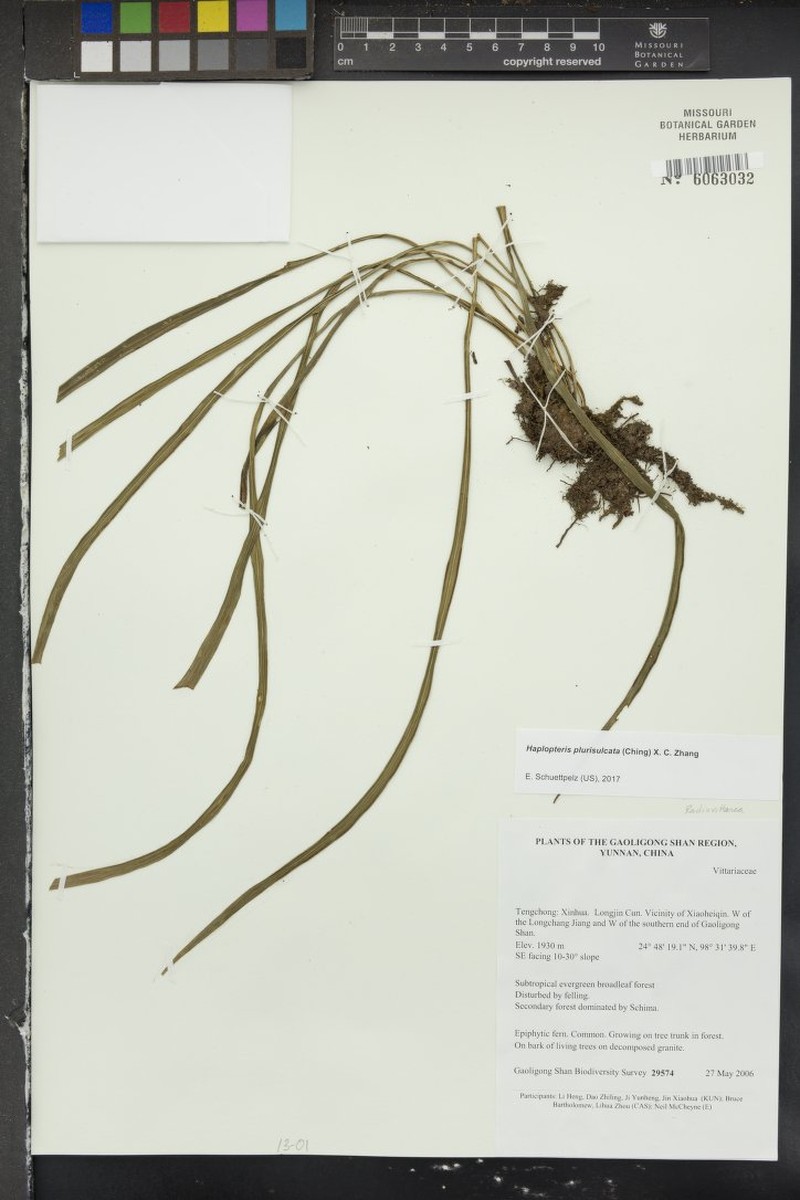 Haplopteris plurisulcata