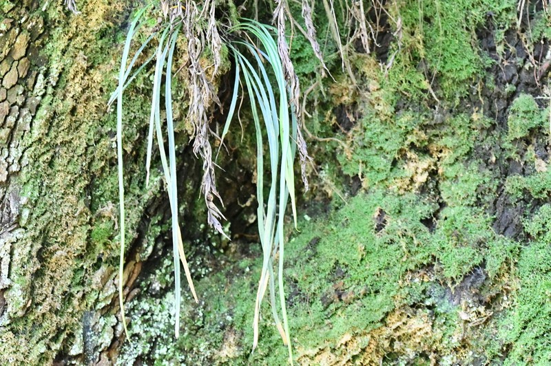 Haplopteris reekmansii