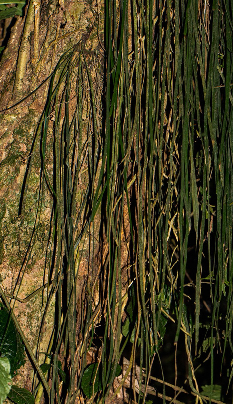 Haplopteris reekmansii photo 2