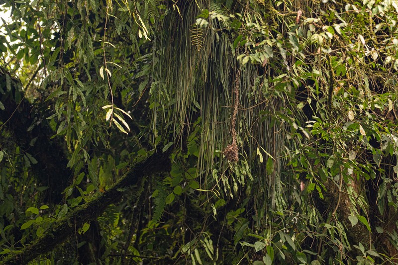 Haplopteris reekmansii photo 4