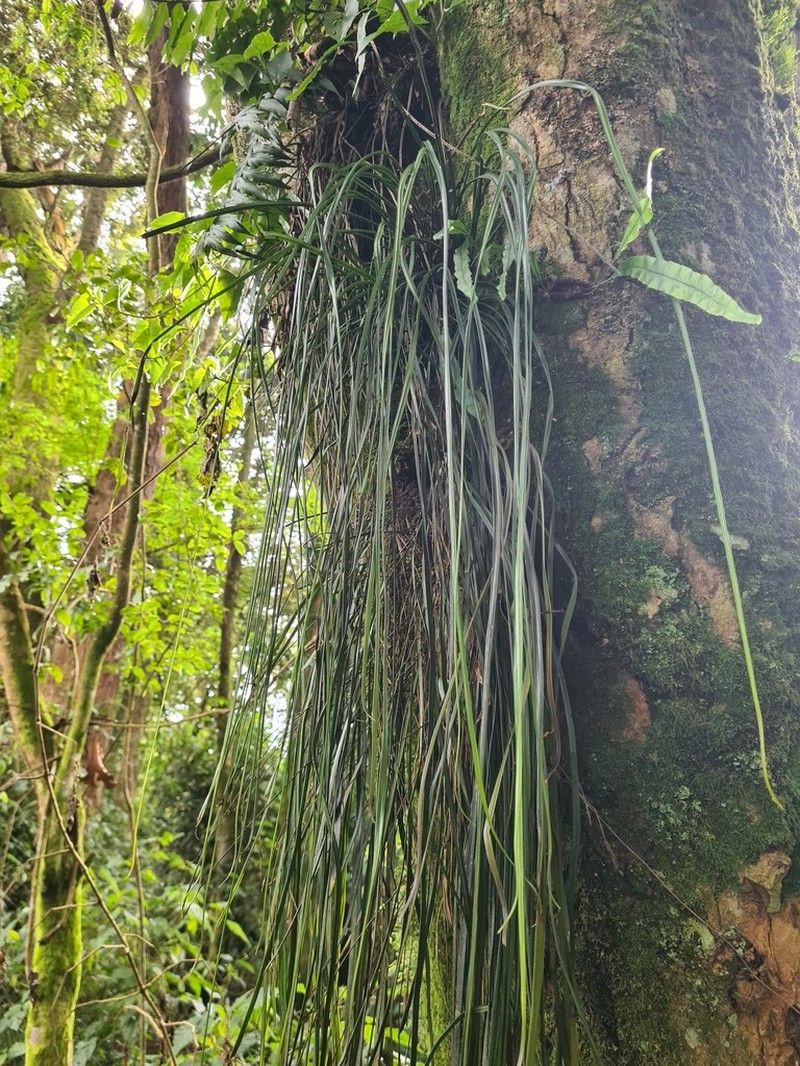 Haplopteris reekmansii photo 5