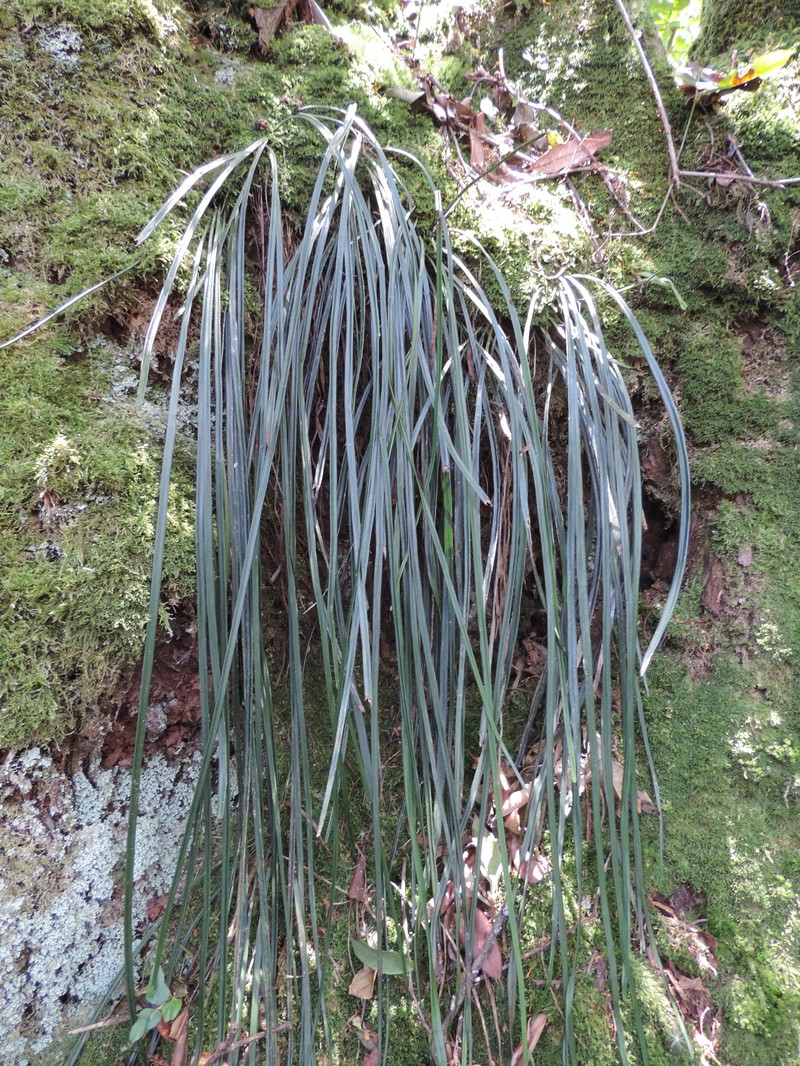 Haplopteris reekmansii photo 7