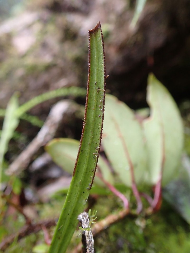Haplopteris schaeferi