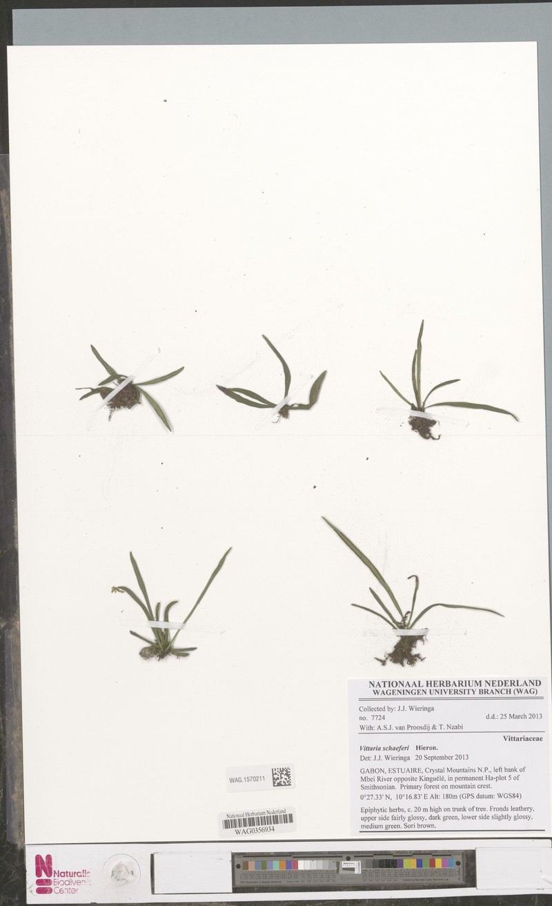 Haplopteris schaeferi photo 2