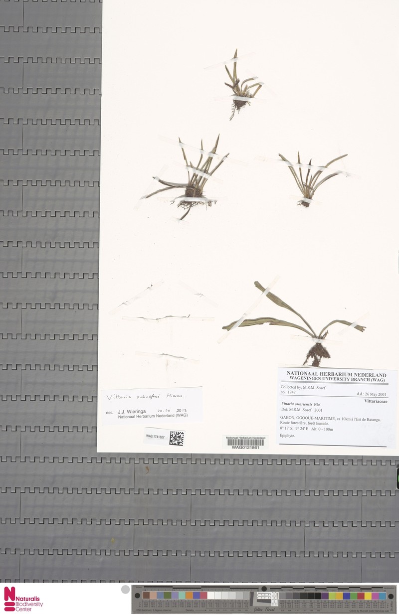 Haplopteris schaeferi photo 4