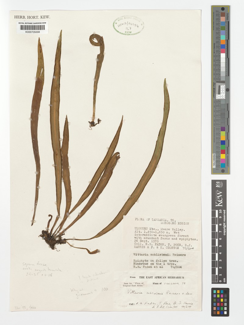 Haplopteris schliebenii photo 2