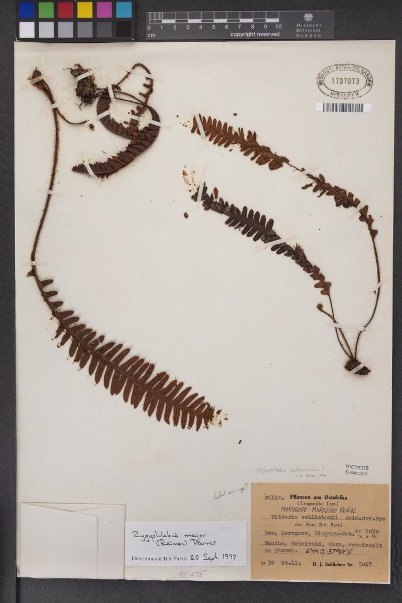Haplopteris schliebenii photo 3