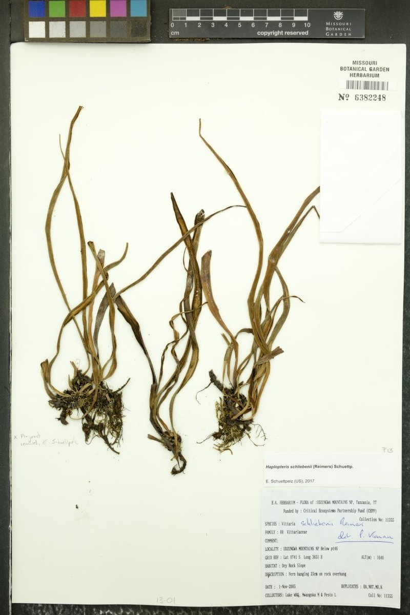 Haplopteris schliebenii photo 4