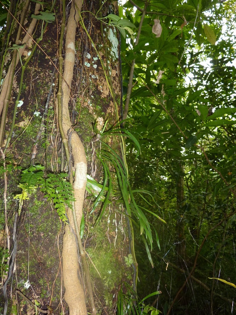 Haplopteris scolopendrina photo 2