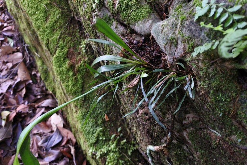 Haplopteris scolopendrina photo 3