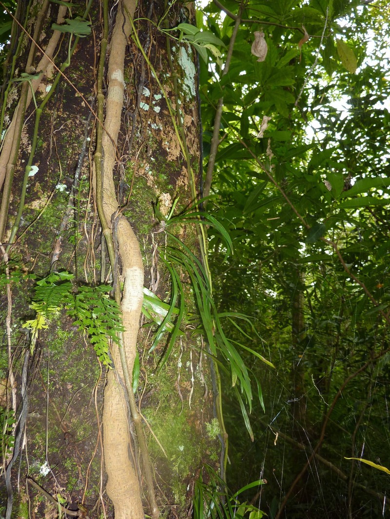 Haplopteris scolopendrina photo 4