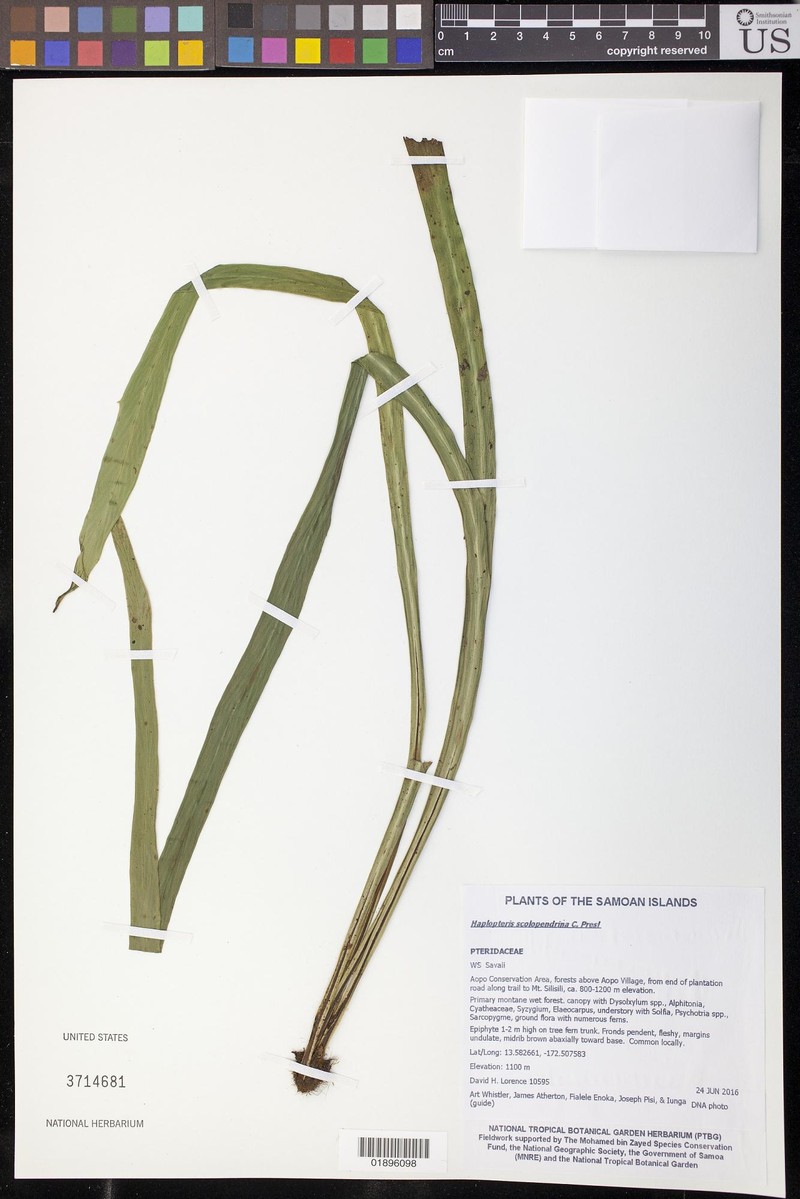 Haplopteris scolopendrina photo 5