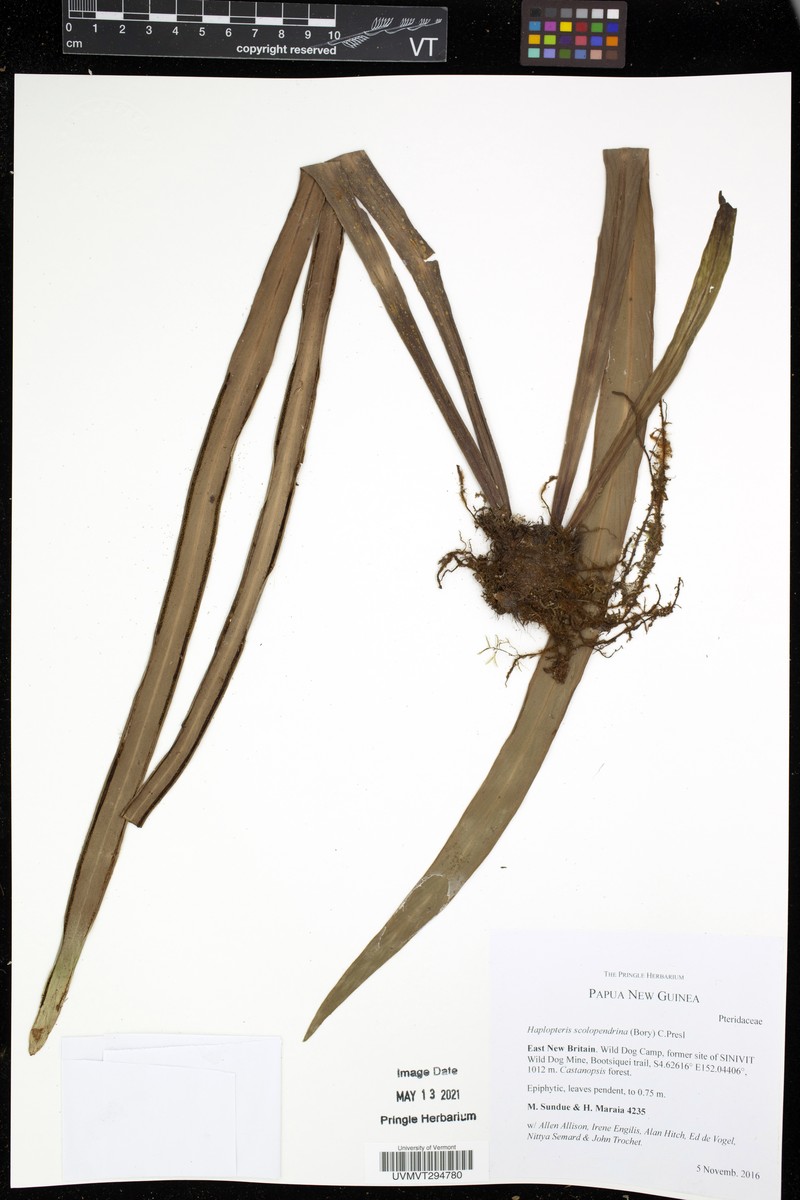 Haplopteris scolopendrina photo 6