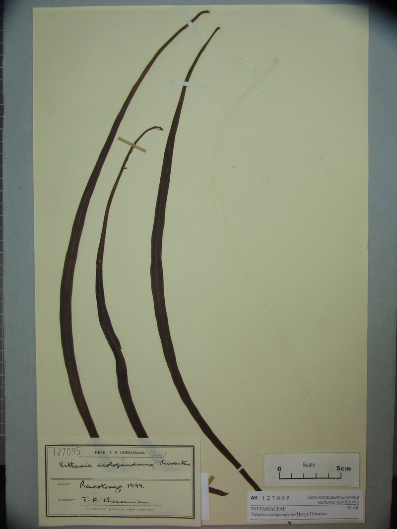Haplopteris scolopendrina