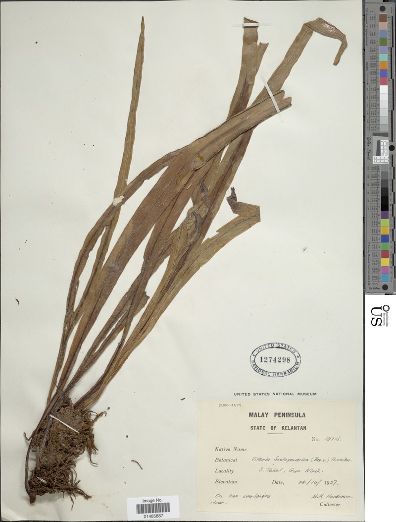 Haplopteris scolopendrina photo 7