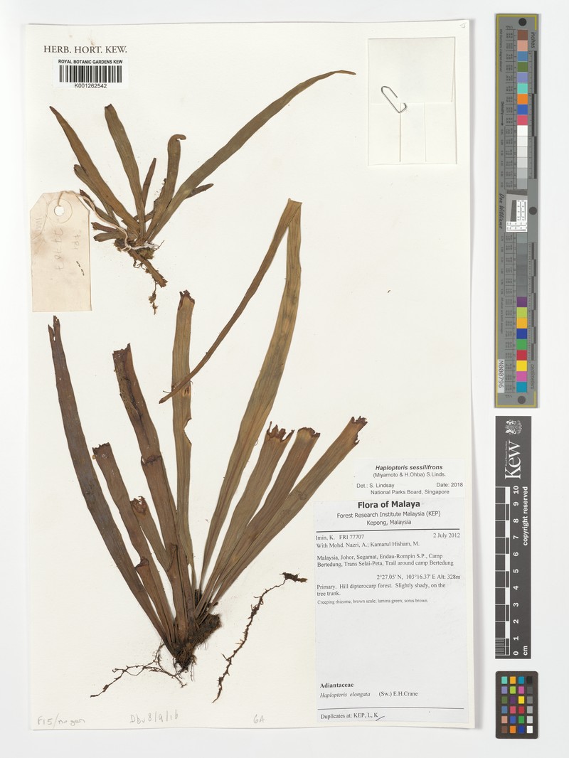 Haplopteris sessilifrons
