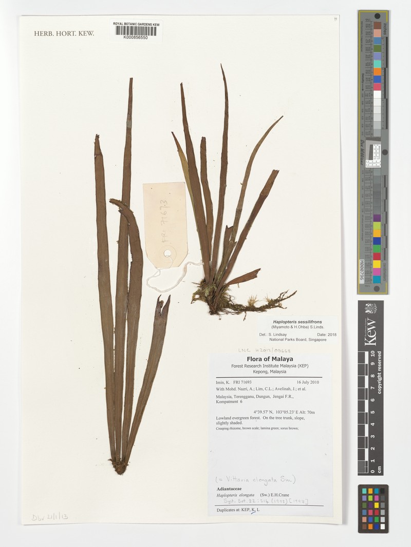 Haplopteris sessilifrons photo 2