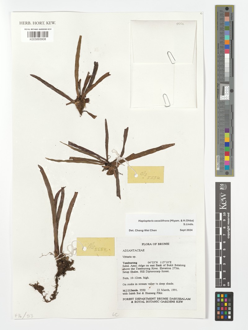 Haplopteris sessilifrons photo 3